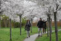 Virágzik a japán cseresznyefasor Szolnokon